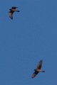 Northern Harrier 2013-12-14